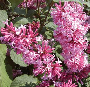 Syringa x prestoniae Miss Canada Miss Canada