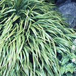 Hakonechloa macra Albostriata Japanese Forest Grass
