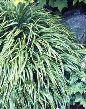 Hakonechloa macra Albostriata Japanese Forest Grass