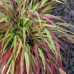 Hakonechloa macra Beni kaze Red Wind Forest Grass
