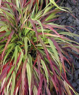 Hakonechloa macra Beni kaze Red Wind Forest Grass