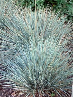 Helictotrichon sempervirens Saphirsprudel Sapphire Blue Oat Grass