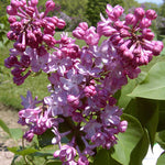 Syringa x vulgaris Belle de Nancy Belle de Nancy Lilac