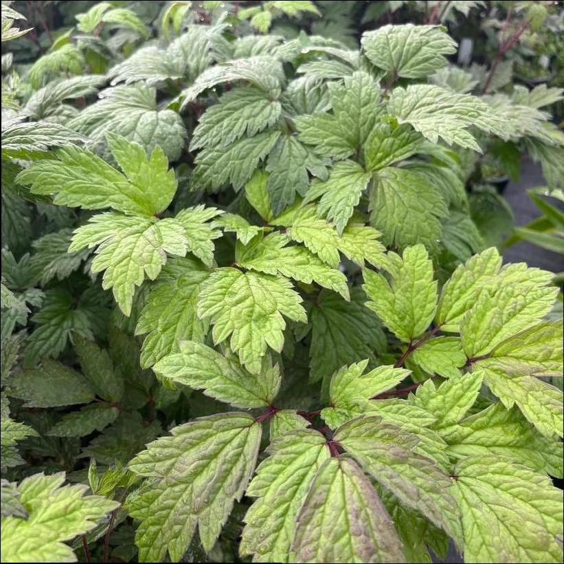 Black Snakeroot