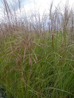 Miscanthus sinensis Gracillimus Maiden Grass