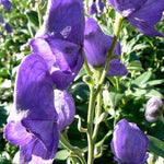 Aconitum carmichaelii Arendsii Monkshood