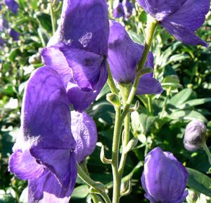 Aconitum carmichaelii Arendsii Monkshood