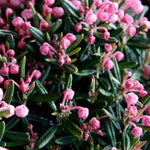 Andromeda polifolia Blue Ice COPF Blue Ice Bog Rosemary