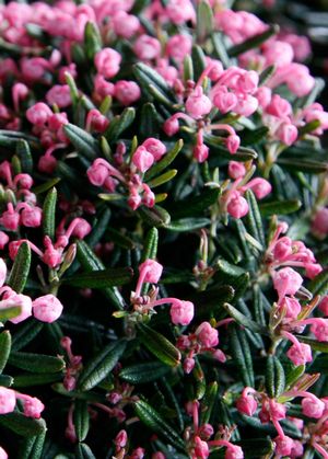 Andromeda polifolia Blue Ice COPF Blue Ice Bog Rosemary