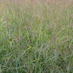 Panicum virgatum Rotstrahlbusch Red Ray Switch Grass