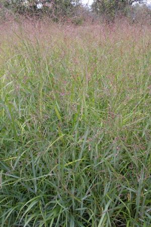 Panicum virgatum Rotstrahlbusch Red Ray Switch Grass