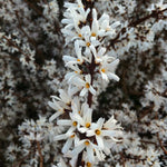 Abeliophyllum distichum White Forsythia