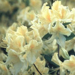 Azalea Lemon Lights Lemon Lights Azalea