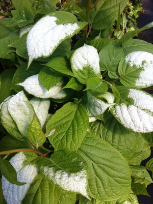 Actinidia kolomikta (male) Hardy Kiwi
