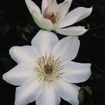 Clematis Henryi Henryi Clematis