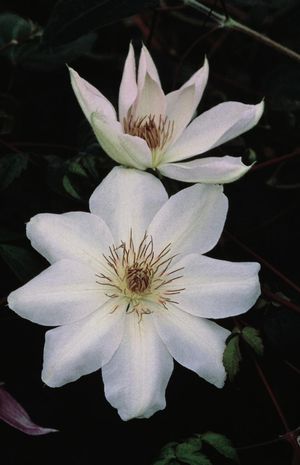 Clematis Henryi Henryi Clematis