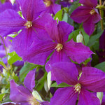 Clematis Jackmanii Jackmanii Clematis