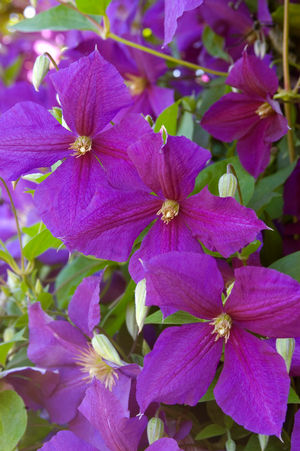 Clematis Jackmanii Jackmanii Clematis
