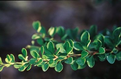 Berberis thunbergii Jade Carousel Bailgreen Jade Carousel Barberry