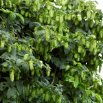 Humulus lupulus Nugget Ornamental Hop