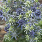 Eryngium planum Blue Hobbit Blue Sea Holly