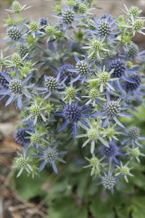 Eryngium planum Blue Hobbit Blue Sea Holly