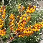 Hippophae rhamnoides Leikora Leikora Sea Buckthorn