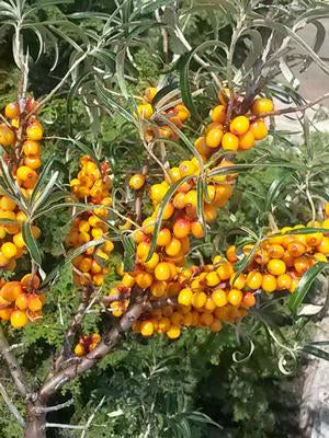 Hippophae rhamnoides Leikora Leikora Sea Buckthorn