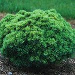 Pinus strobus Sea Urchin Sea Urchin Eastern White Pine