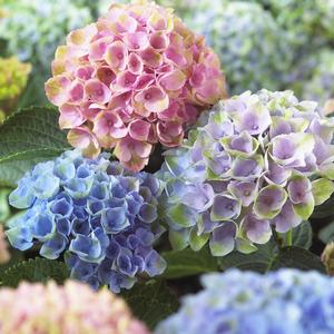 Hydrangea macrophylla Magical Revolution PP22260 Everlasting Revolution Hydrangea