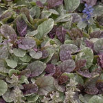 Ajuga reptans Burgundy Glow Bugleweed