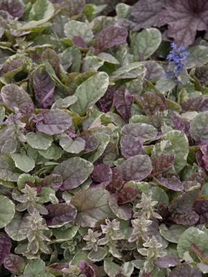 Ajuga reptans Burgundy Glow Bugleweed