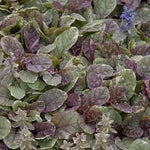 Ajuga reptans Burgundy Glow Burgundy Glow Bugleweed