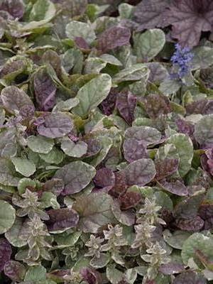 Ajuga reptans Burgundy Glow Burgundy Glow Bugleweed