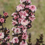 Physocarpus opulifolius Tiny Wine SMPOTW PP26749, CPBR5128 Tiny Wine Ninebark