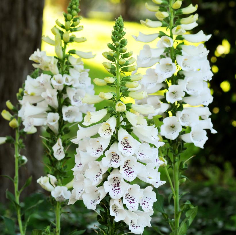 Digitalis purpurea Dalmatian White Improved Foxglove