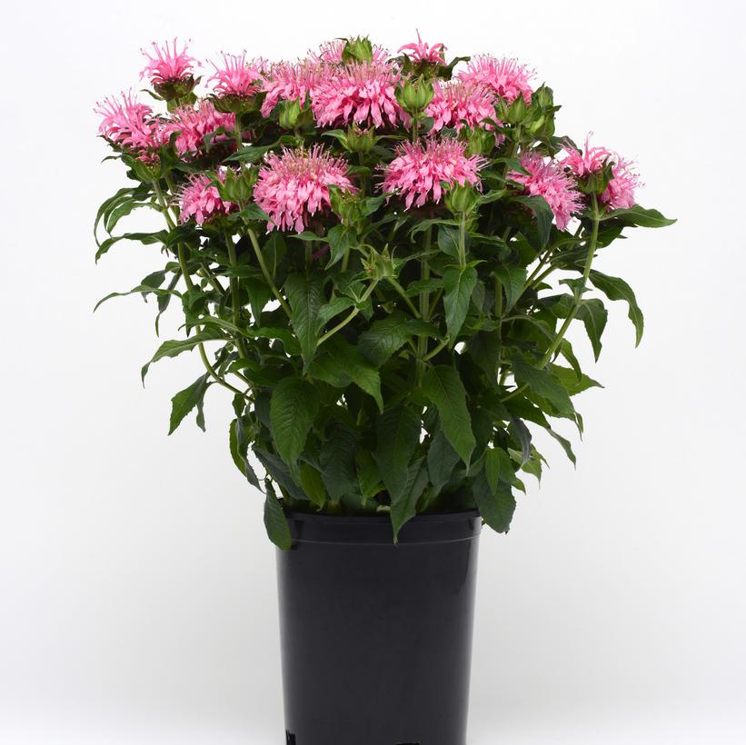 Monarda didyma Balmy Pink Balbalmink PP26566 Balmy Pink Bee Balm