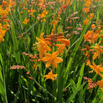 Crocosmia x Buttercup Buttercup Monbretia