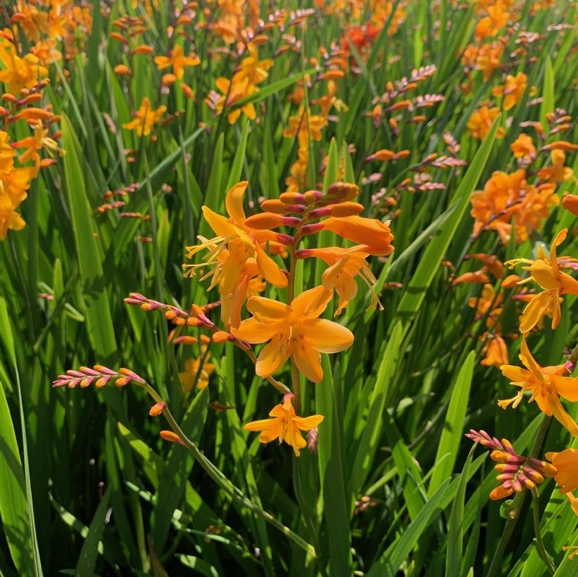 Crocosmia x Buttercup Buttercup Monbretia