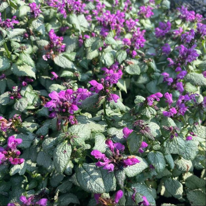 Creeping Lamium