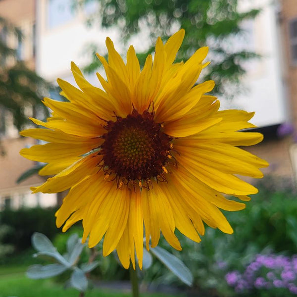 Gaillardia aristata Blanket Flower