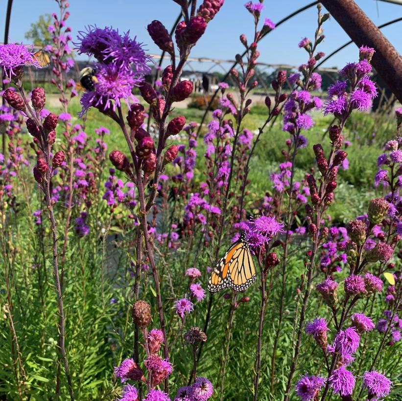Liatris ligulistylis Rocky Mountain Blazing Star