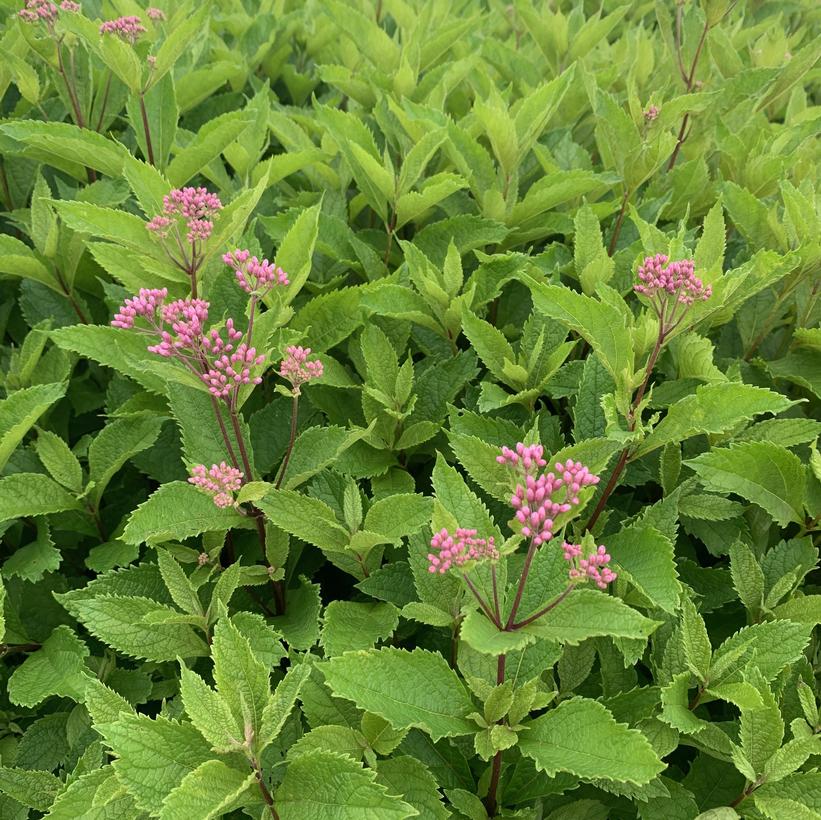 Eupatorium maculatum Phantom PP18354 Phantom Joe Pye Weed