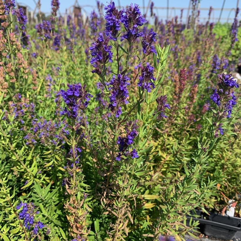 Hyssopus officinalis aristatus Dwarf Hyssop
