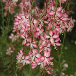 Gaura lindheimeri Rosy Jane Harrosy PP22290 Gaura
