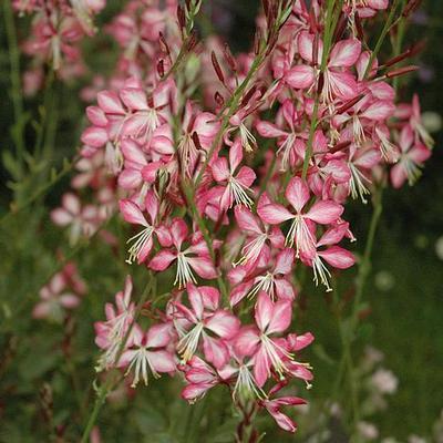 Gaura lindheimeri Rosy Jane Harrosy PP22290 Gaura