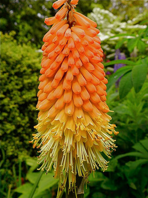 Kniphofia uvaria Red Hot Poker