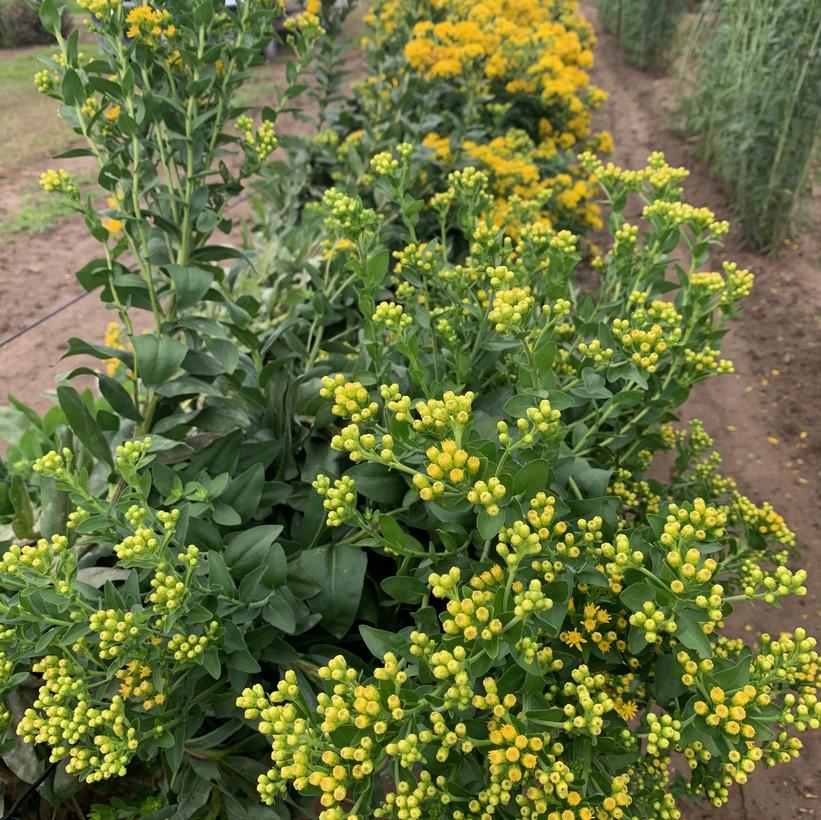 Solidago nemoralis Old Field Goldenrod