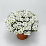 Iberis sempervirens Snowsurfer Forte Snowsurfer Candytuft
