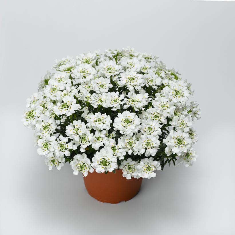 Iberis sempervirens Snowsurfer Forte Snowsurfer Candytuft